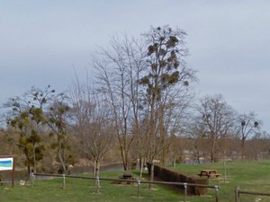 Bord de Loire (près du site de Mantelot)