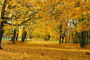 Parc du Grand Clos