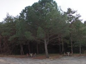 Aire de Saint André d'Olérargues