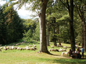 Le plateau du Mousqué